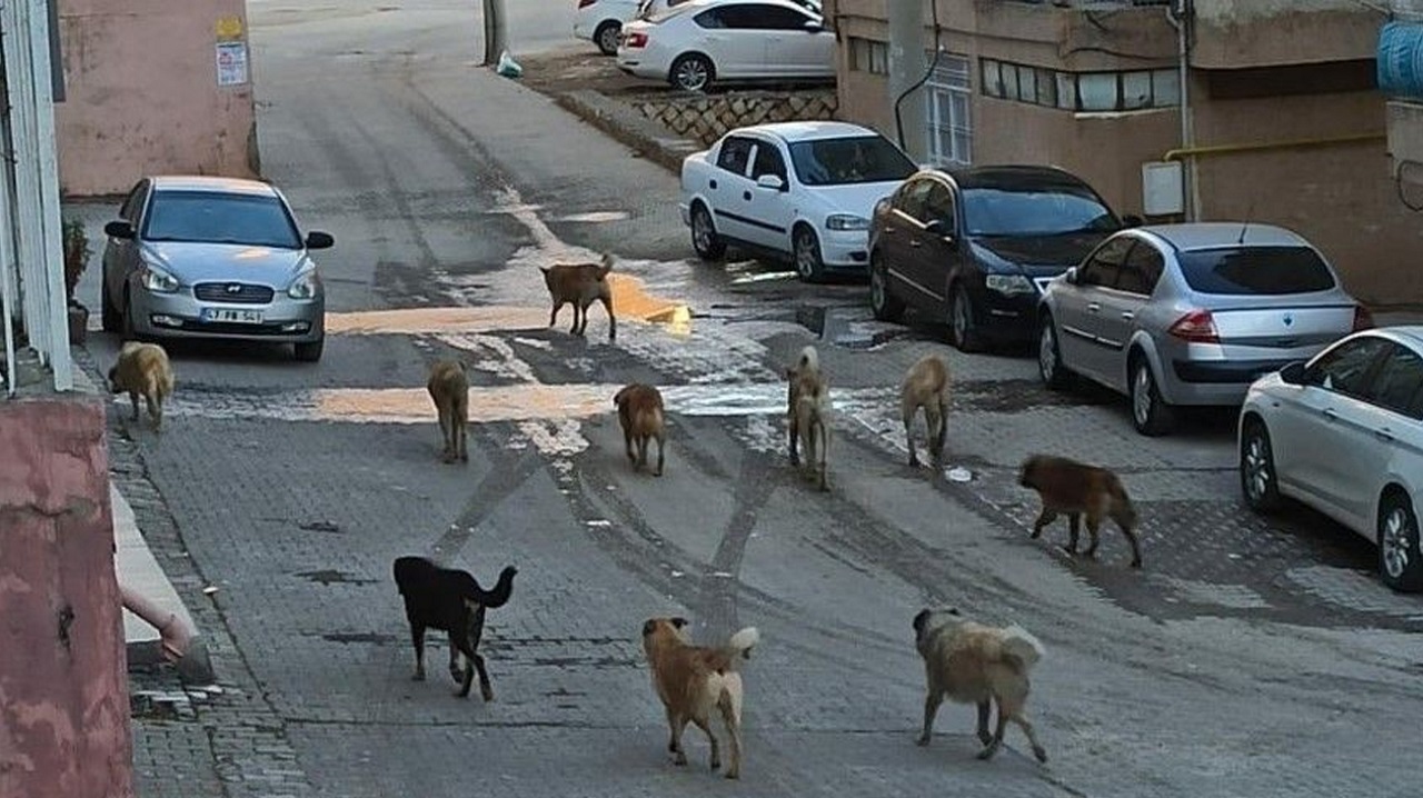 Van Başıboş Köpekler (4)