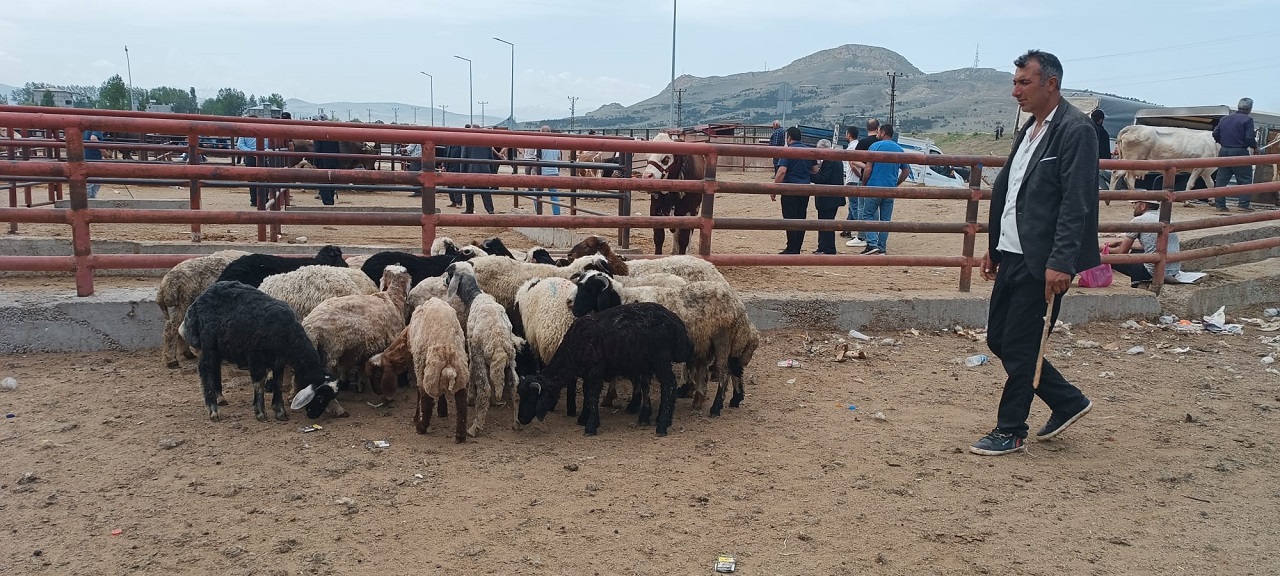 Kurban Pazarı (2)