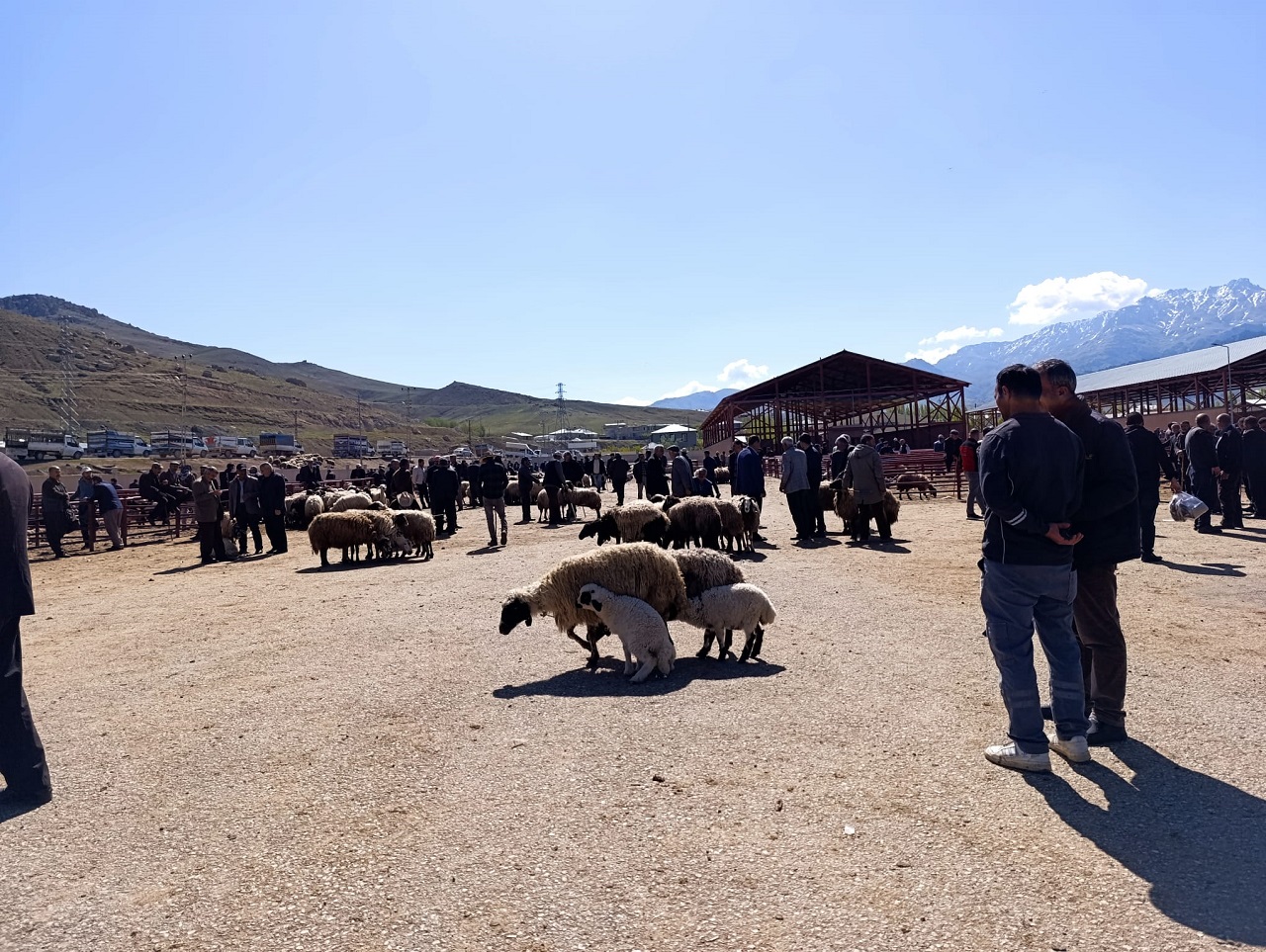 Van Kurbanlık Fiyatları Meydan Kurban (1)-2