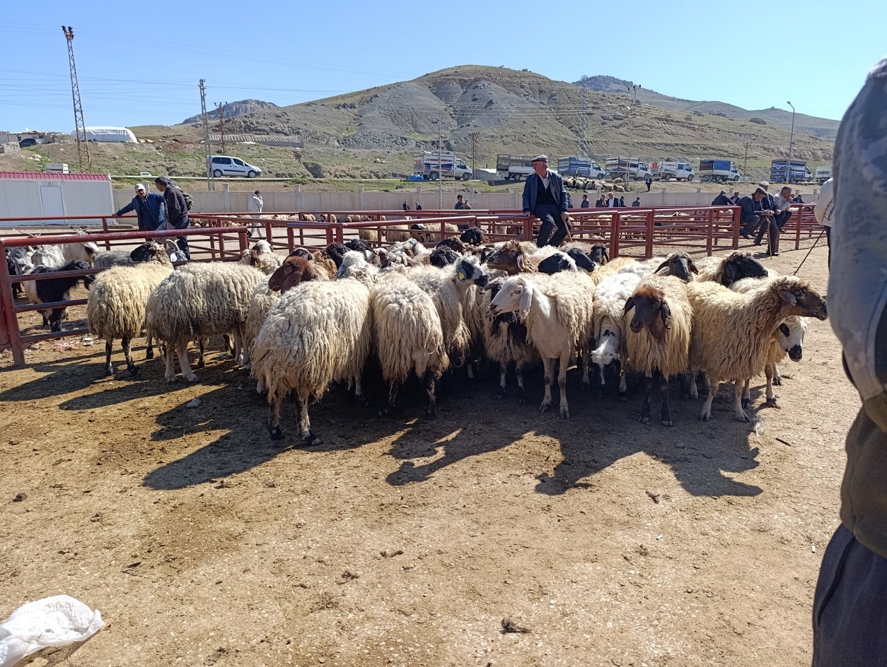 Van Kurbanlık Fiyatları Meydan Kurban (2)-1