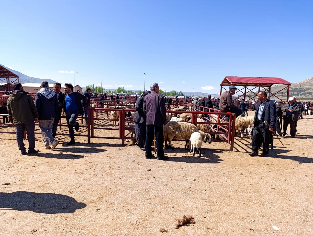Van Kurbanlık Fiyatları Meydan Kurban (3)-1