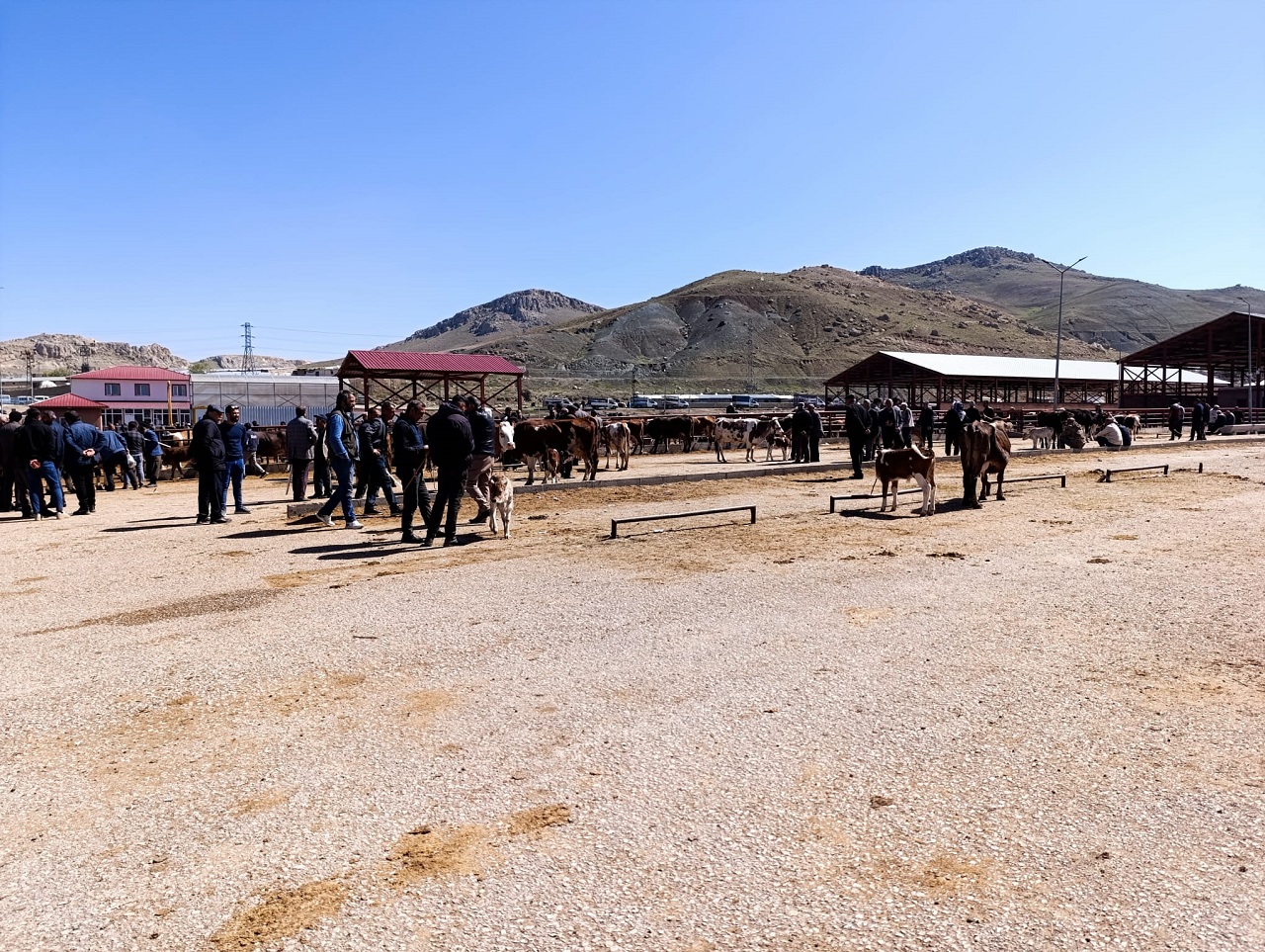Van Kurbanlık Fiyatları Meydan Kurban (8)-1