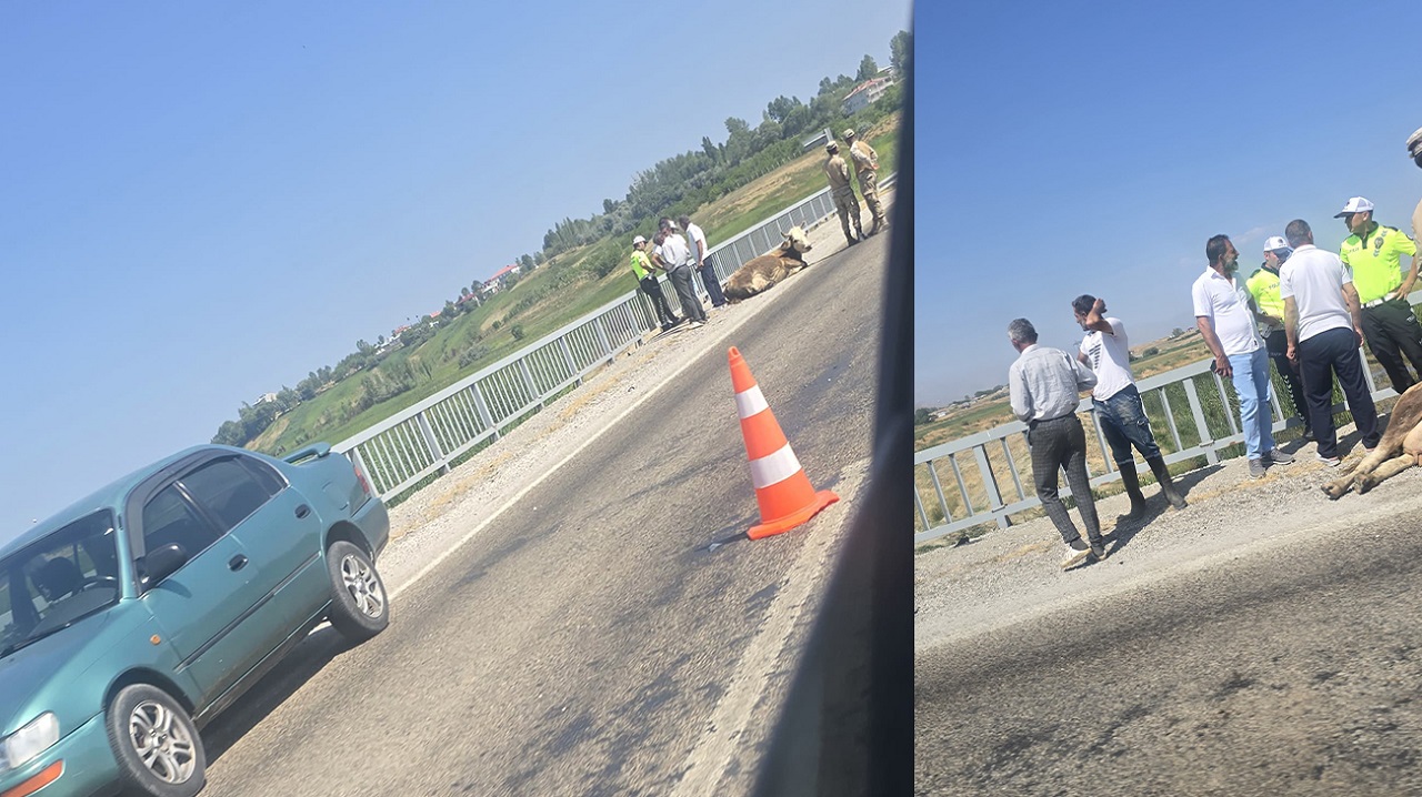 Van Araç Ineğe Çarptı (1)