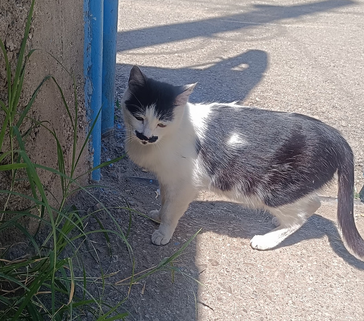 Van Bıyıklı Kedi (1)