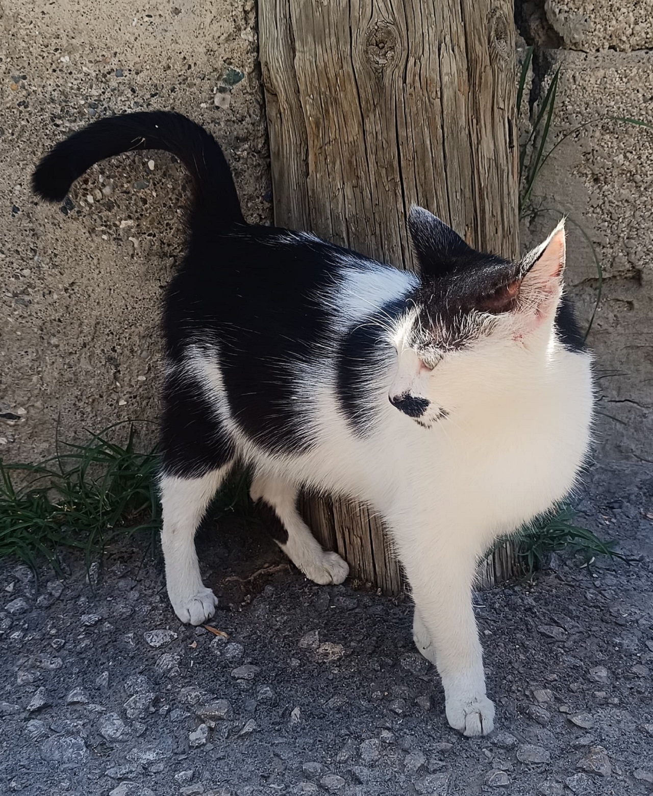 Van Bıyıklı Kedi (2)