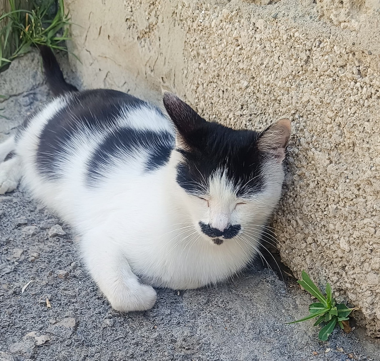 Van Bıyıklı Kedi (3)