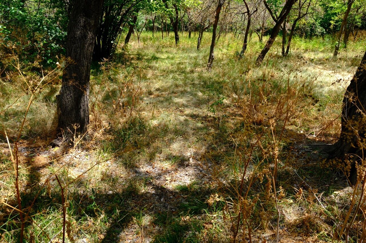 Van Dsi Eylemi Kuru Elmalar (5)