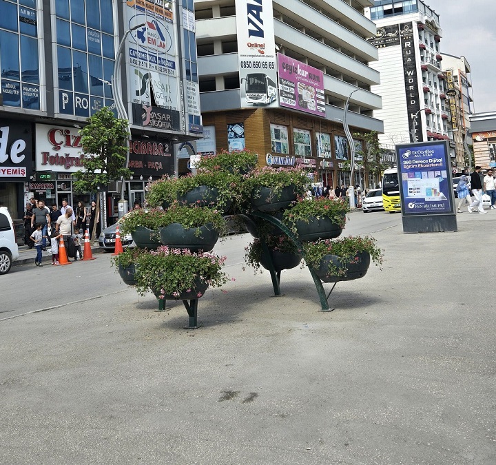 Saksı Beşyol (1)-1