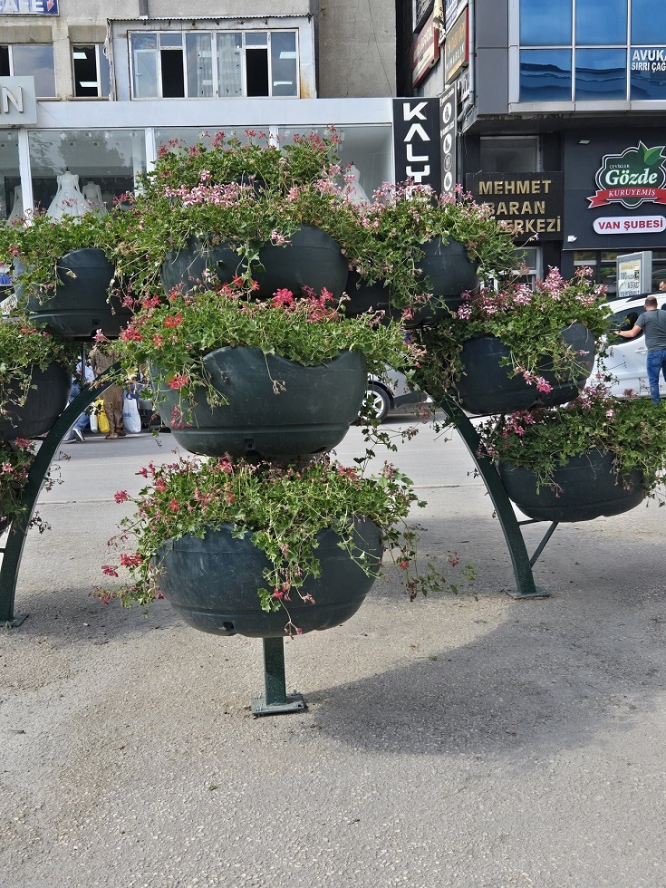 Saksı Beşyol (2)-1