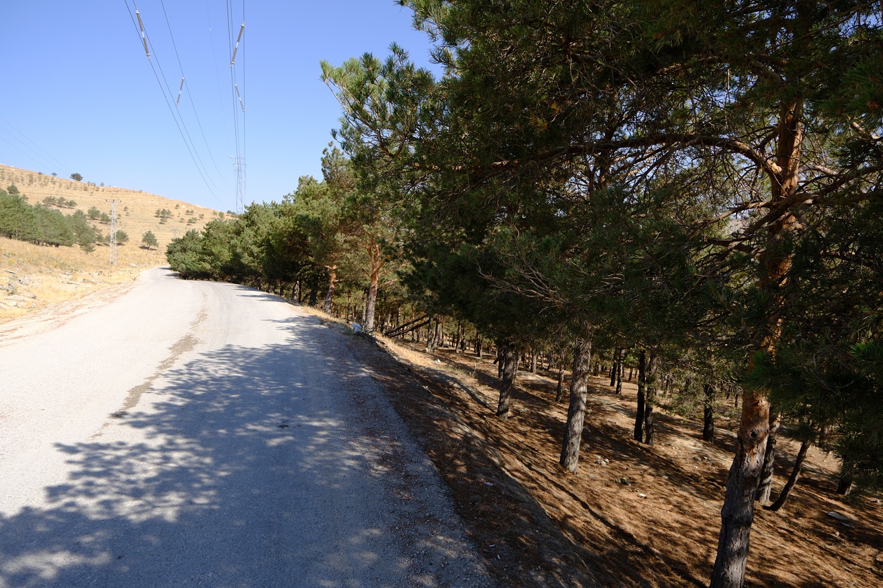 Van Sıhke Gölü Orman (6)