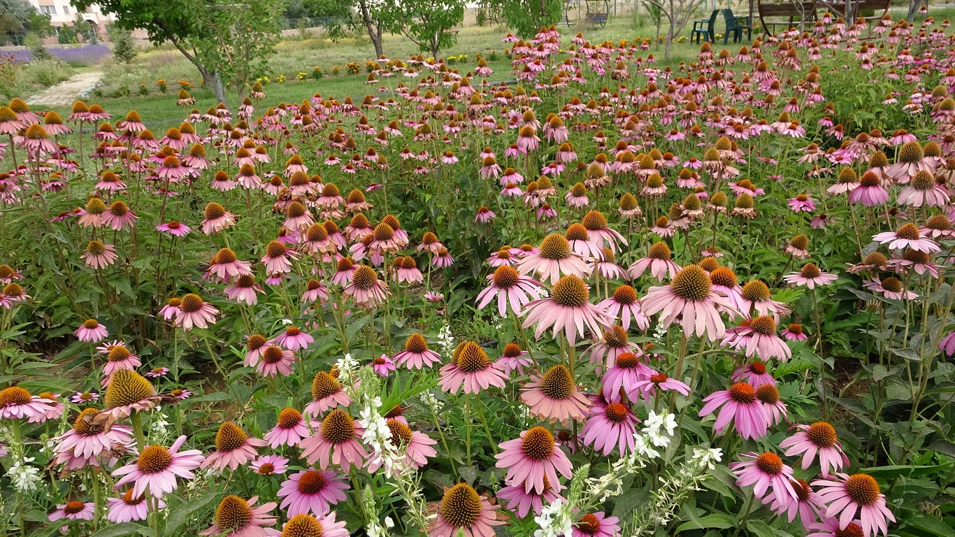 Van Tıbbi Aromatik Bitkiler (2)-1