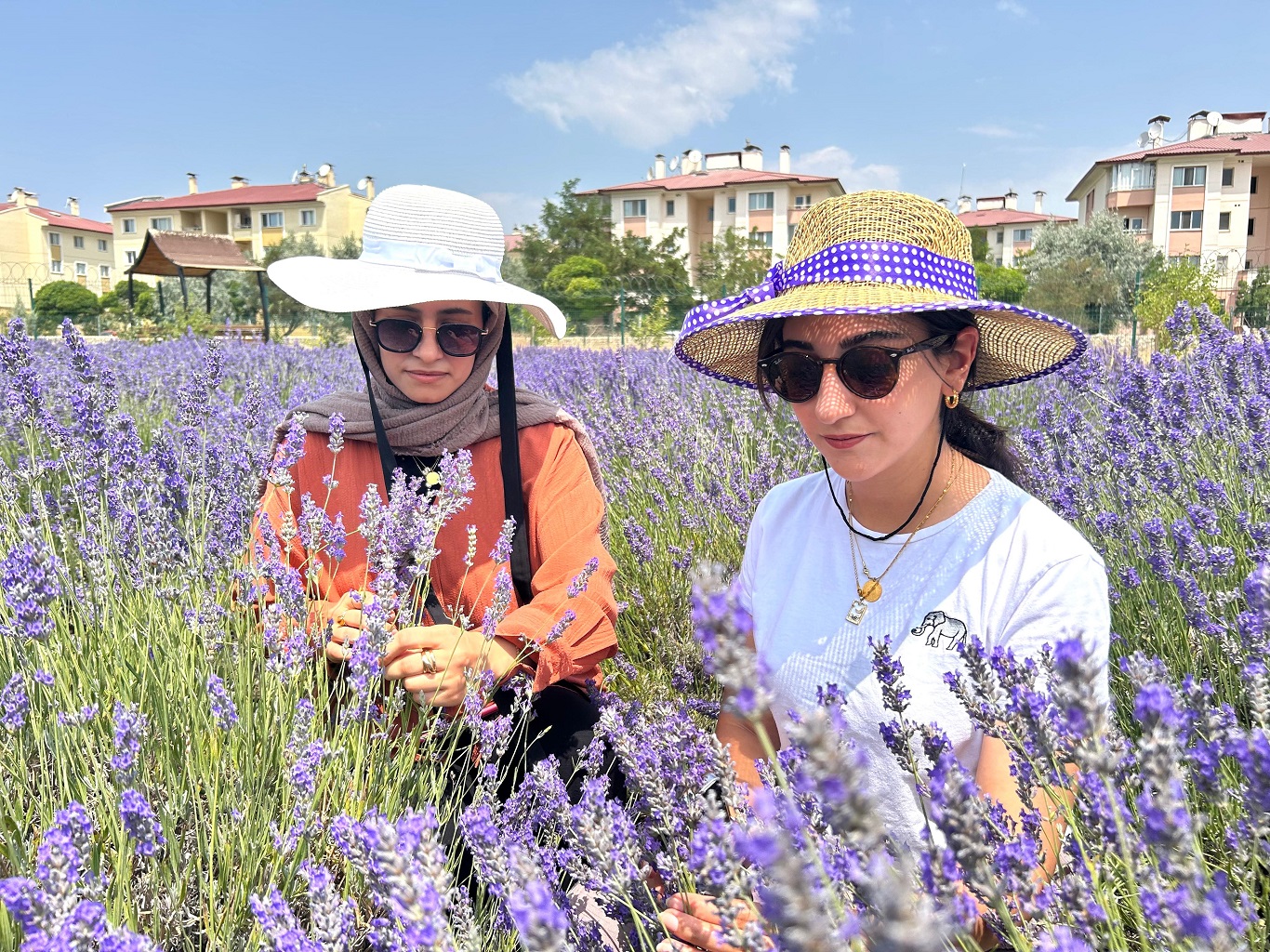 Van Tıbbi Aromatik Bitkiler (3)