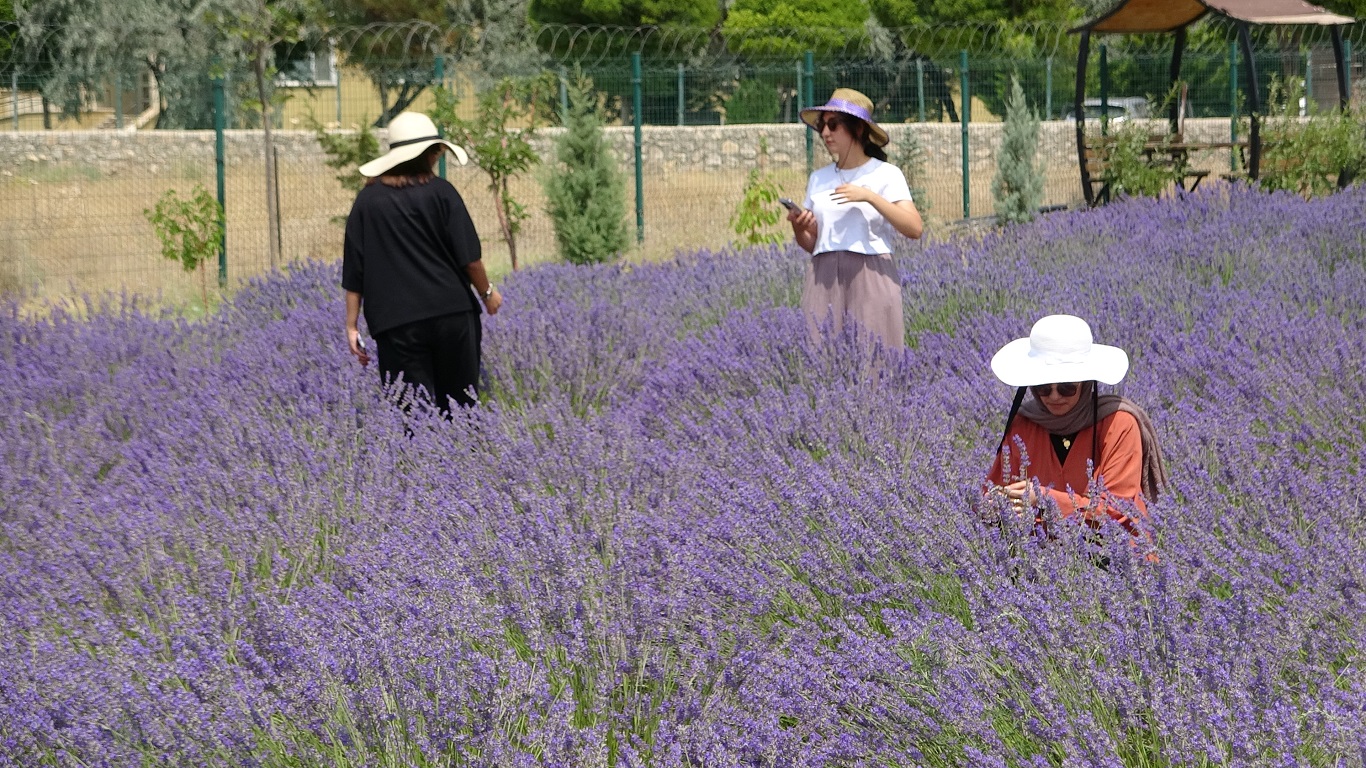Van Tıbbi Aromatik Bitkiler (8)