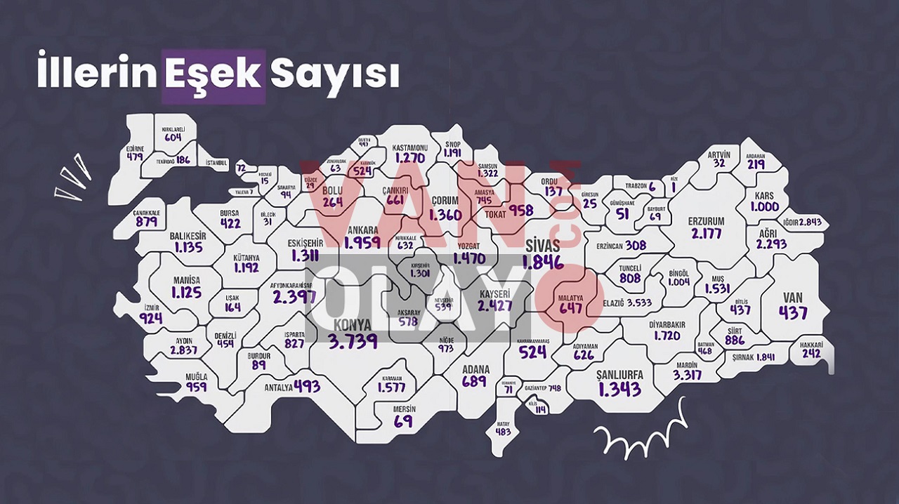 Van Eşek Sayıları