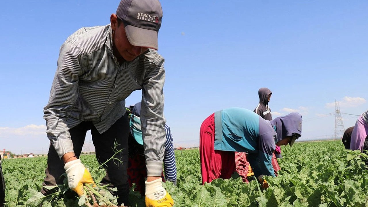 Cksli Ciftciye 707 Milyon Tl Don Destegi Bakan Yumakli Duyurdu 2