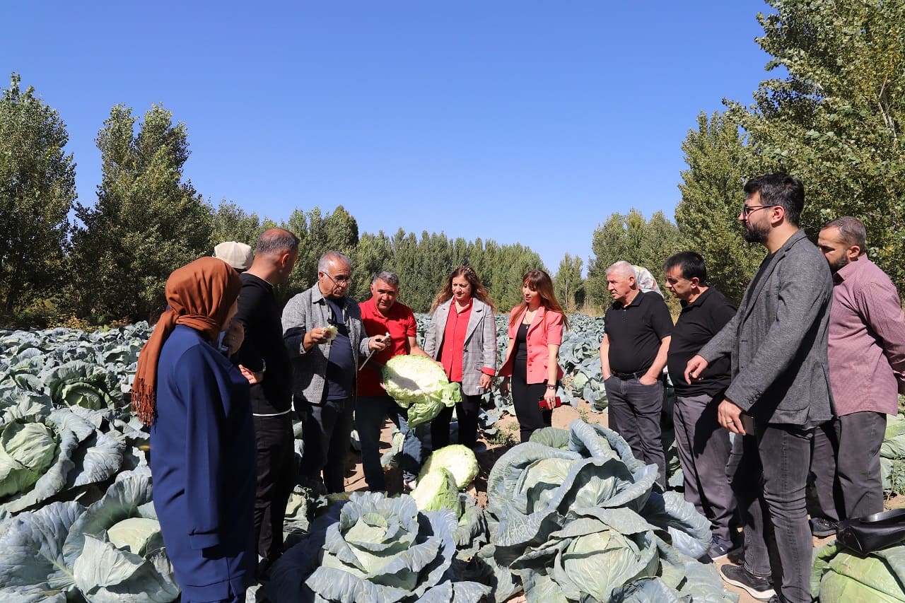 Erciş Lahanası Denetimlerden Tam Not Aldı (2)