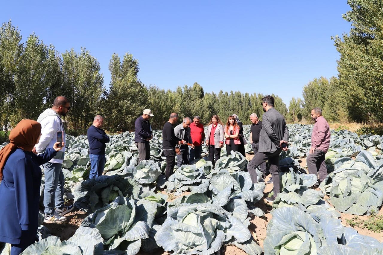 Erciş Lahanası Denetimlerden Tam Not Aldı (4)