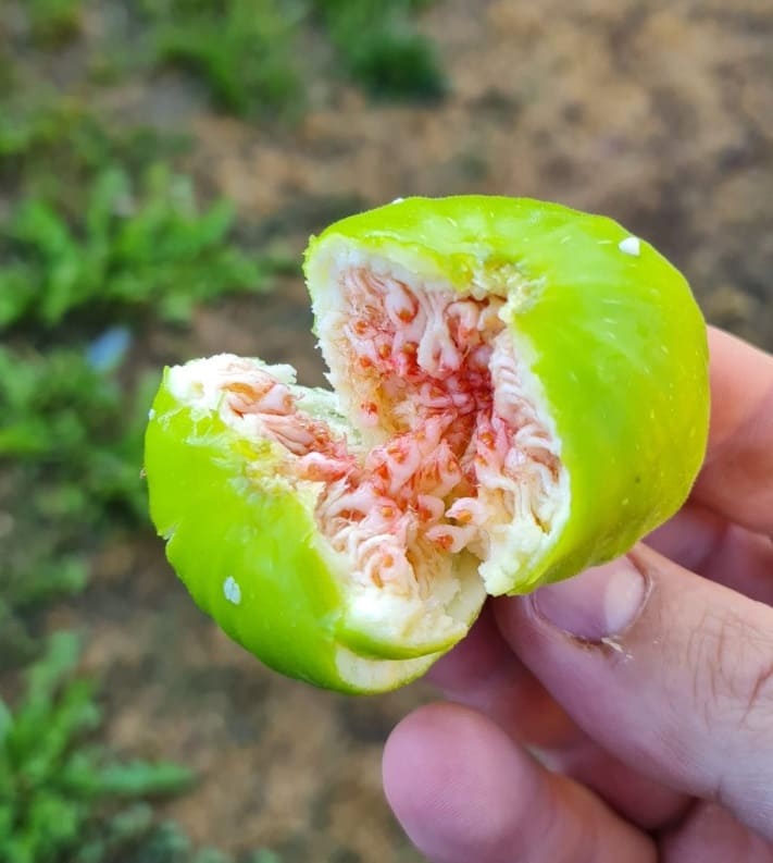Van’da Tropikal Meyveler Yetiştiriliyor (8)