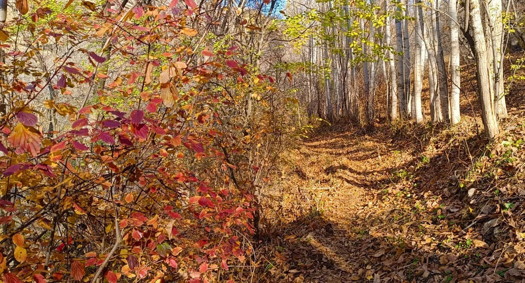Van Çatak’ta Sonbaharın Renk Cümbüşü Yaşanıyor (2)