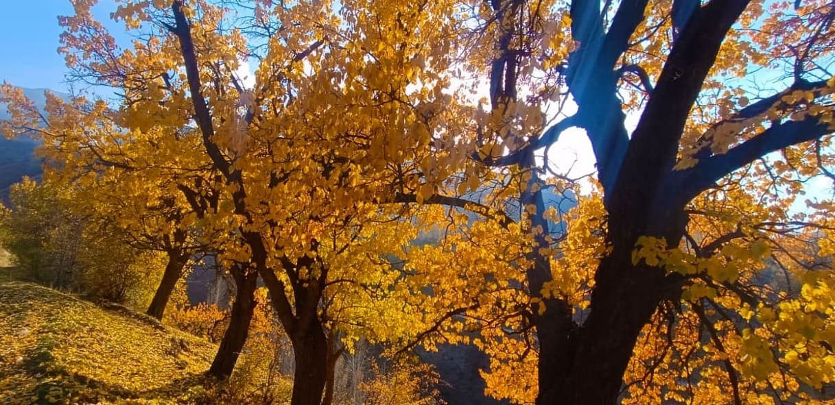 Van Çatak’ta Sonbaharın Renk Cümbüşü Yaşanıyor (5)