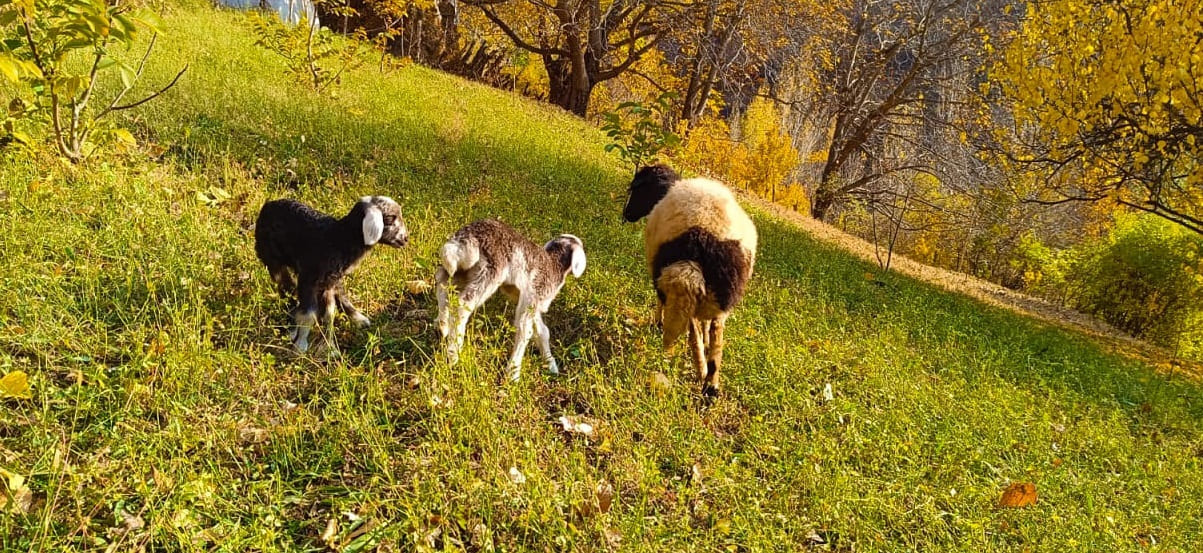 Van Çatak’ta Sonbaharın Renk Cümbüşü Yaşanıyor (6)