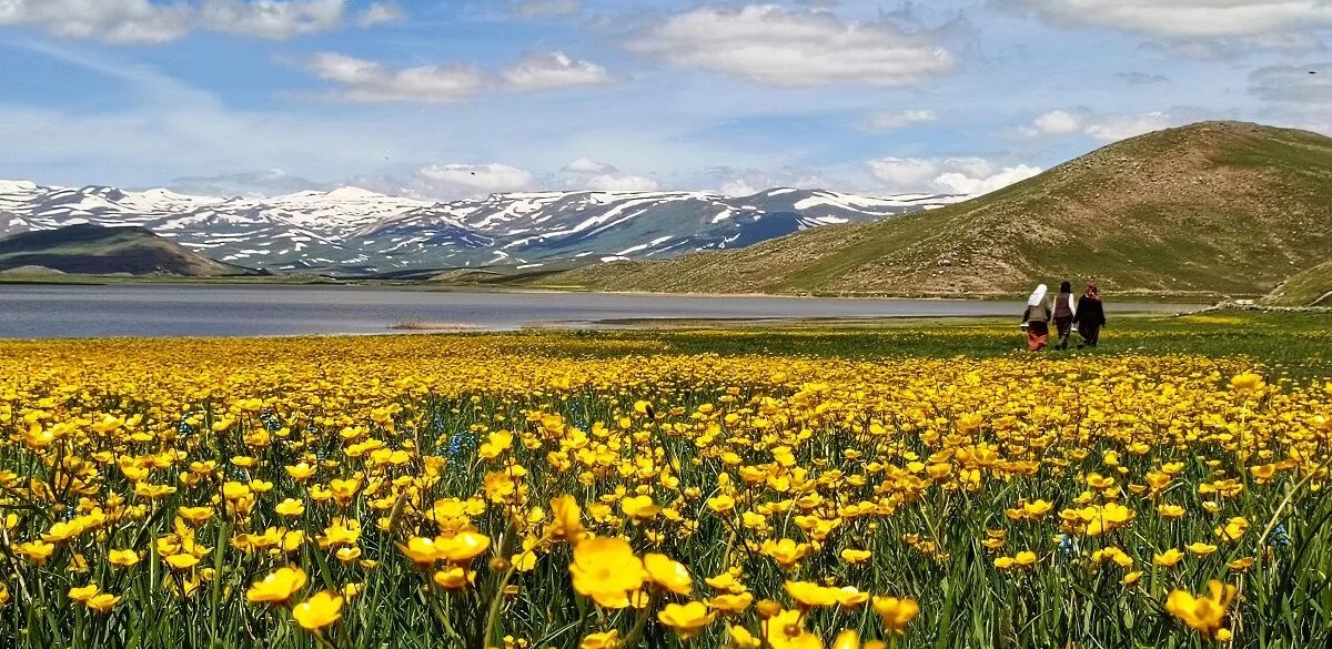 Vanda Golden Daha Fazlasi Vanin Gizli Kalmis 10 Alternatif Rotasi 7