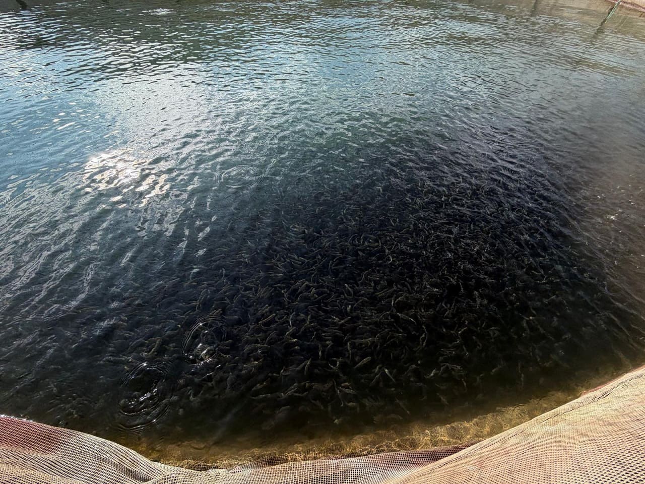 Van’da Kırsal Desteklerle Alabalık Üretimi Güçleniyor (2)