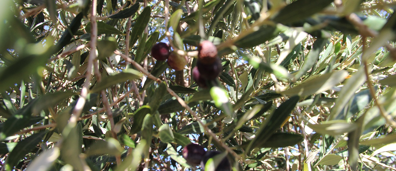 Sirnak Zeytini Buyuk Zarar Gordu Ureticisi Destek Bekliyor 01