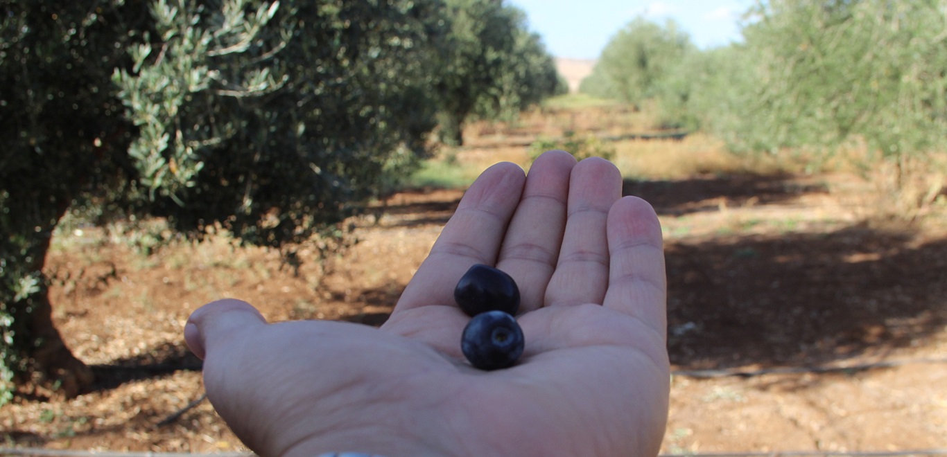 Sirnak Zeytini Buyuk Zarar Gordu Ureticisi Destek Bekliyor 02