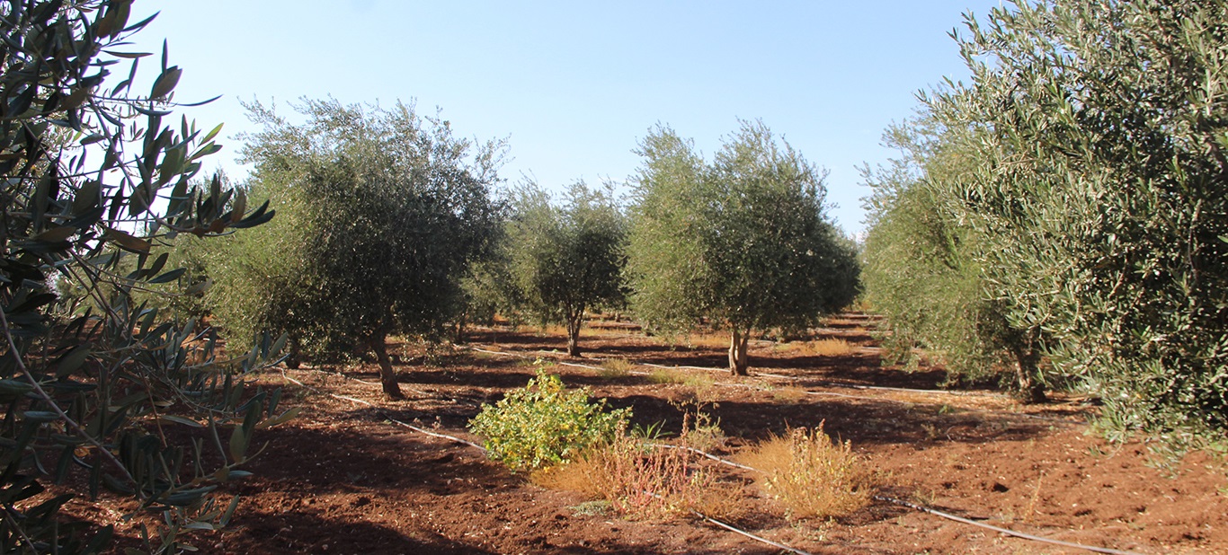 Sirnak Zeytini Buyuk Zarar Gordu Ureticisi Destek Bekliyor 03