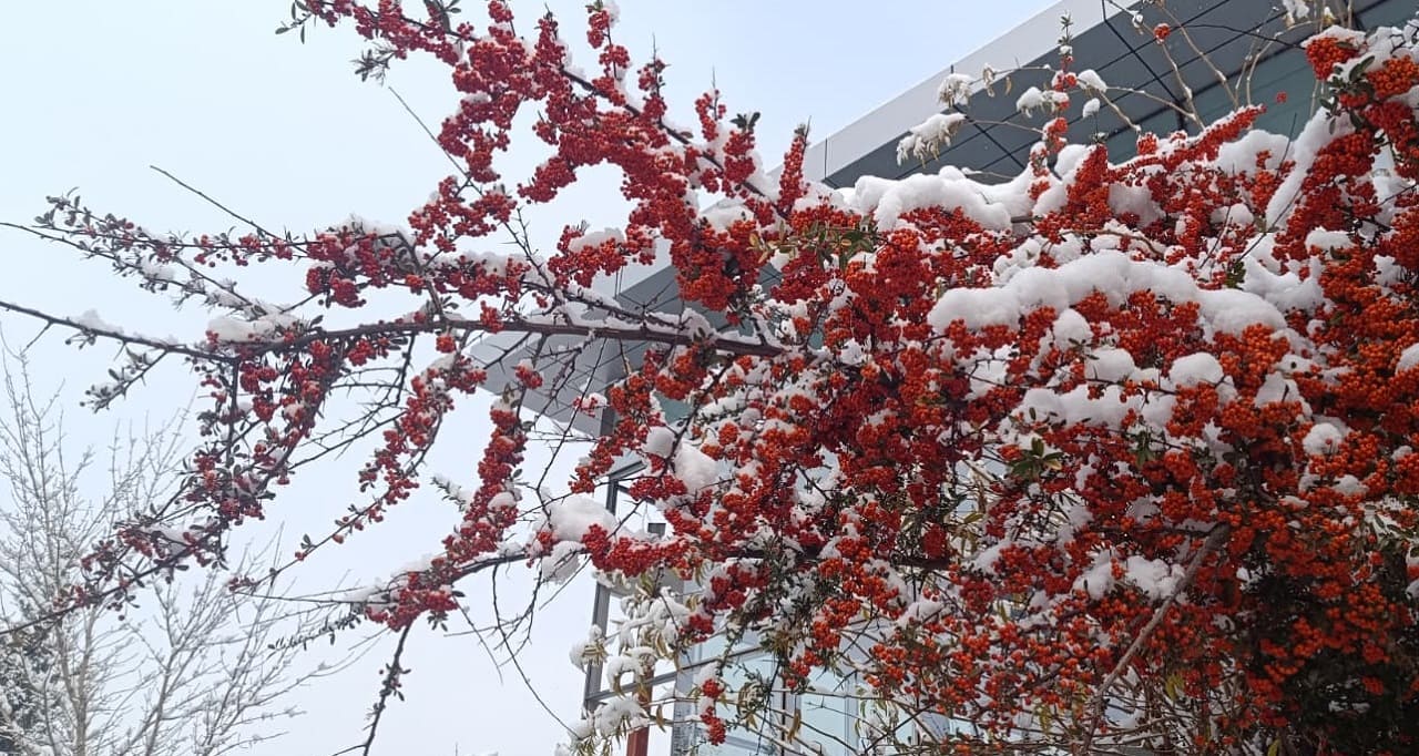 Van Güne Beyaz Örtüyle Uyandı! (5)