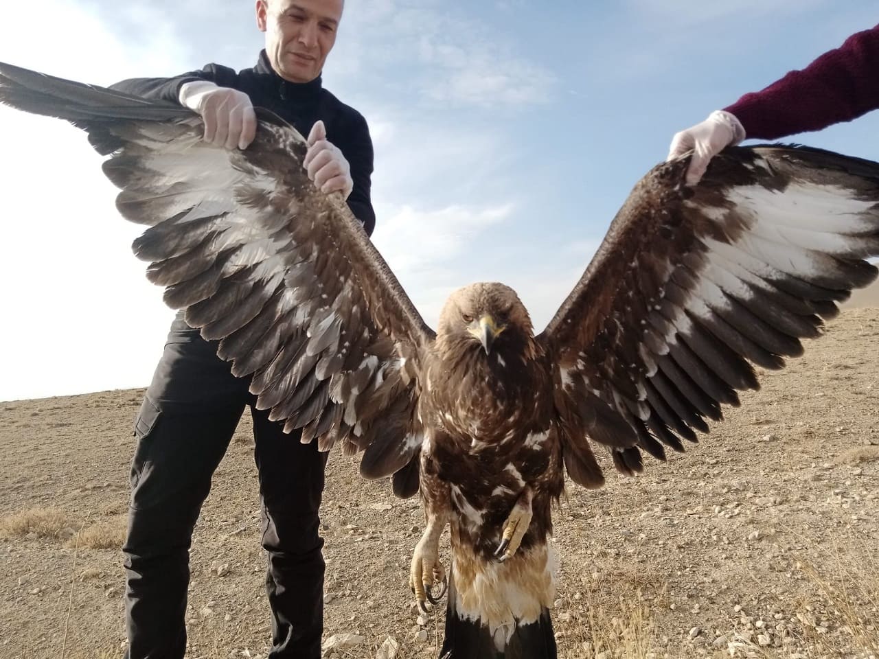 Van’da Bulunan Yaralı Kartal Tedavi Altına Alındı (1)