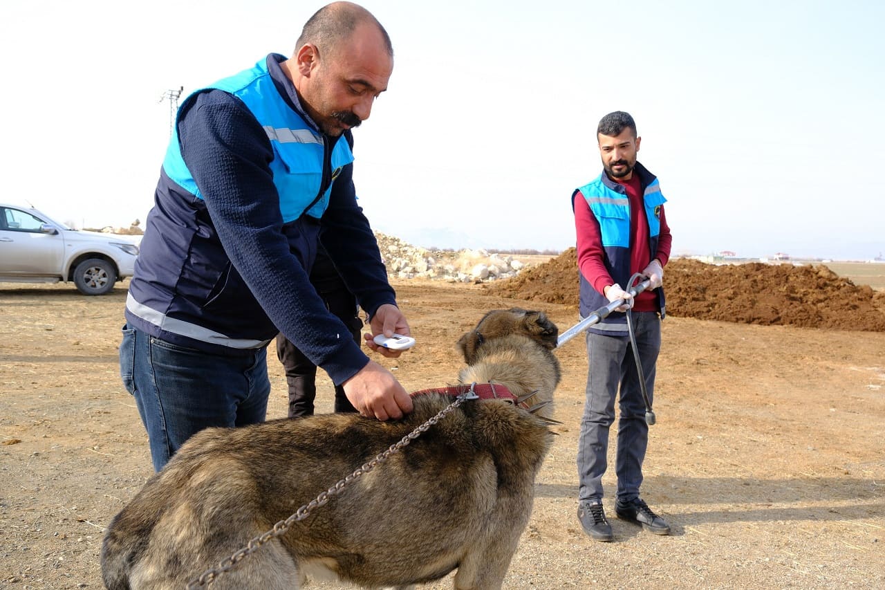 İpekyolu’nda Kuduz Vakaları Arttı! Aşı Çalışmaları Başladı (3)