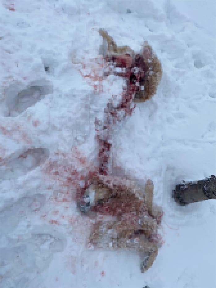 Van'da Mahalleye Inen Kurtlar Köpeği Yedi! 2 (1)