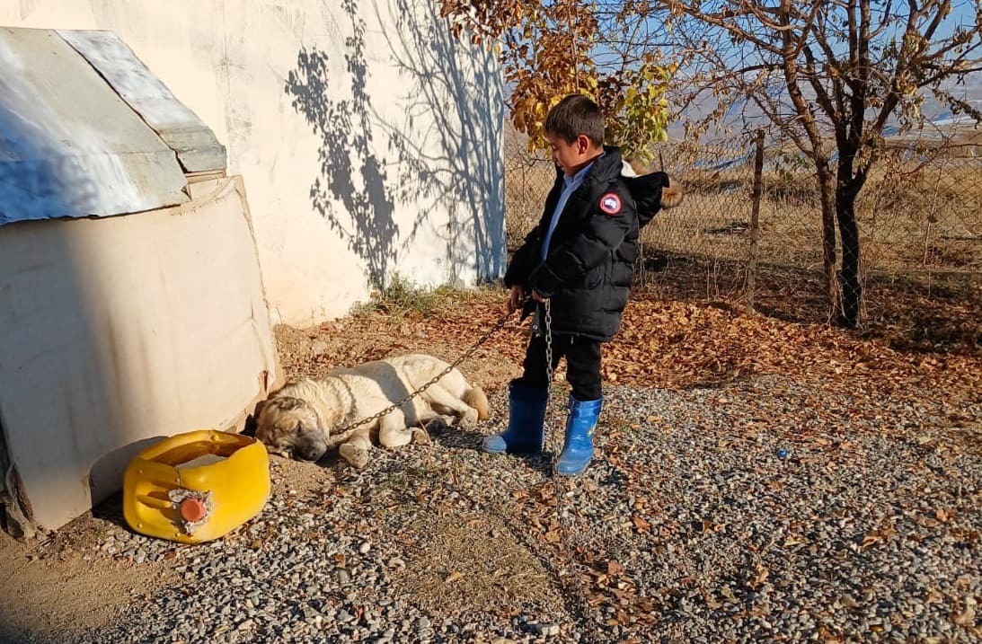 Van'da Mahalleye Inen Kurtlar Köpeği Yedi!1