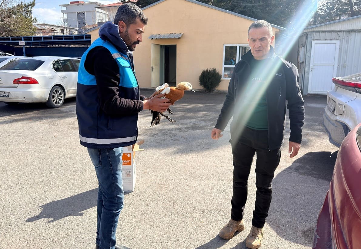 Van’da Yaralı Bulunan Yabani Ördek Dkmp’ye Teslim Edildi (1)