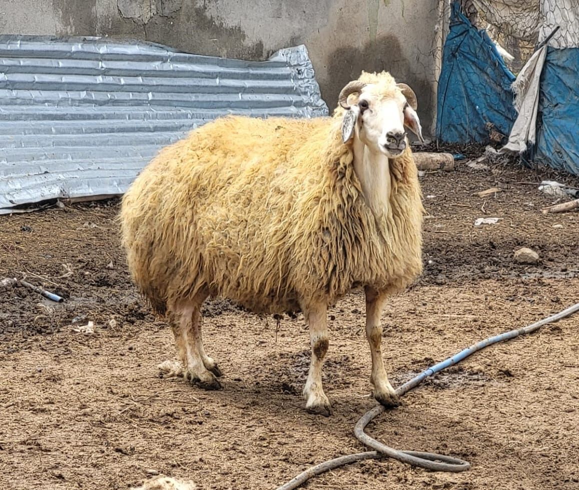Van'da Kesilen Adak Kurbanları Ihtiyaç Sahiplerine Ulaştırıldı (3)