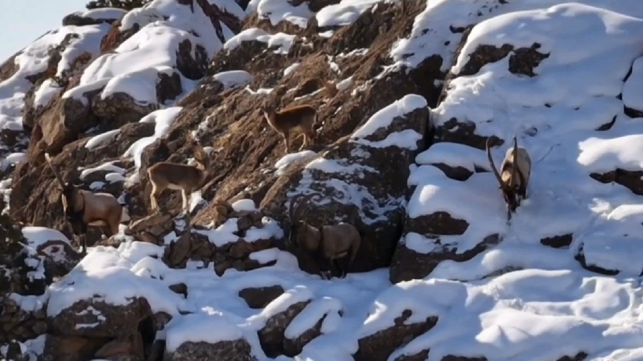 Van’da Yaban Keçileri Sürü Halinde Görüntülendi (1)
