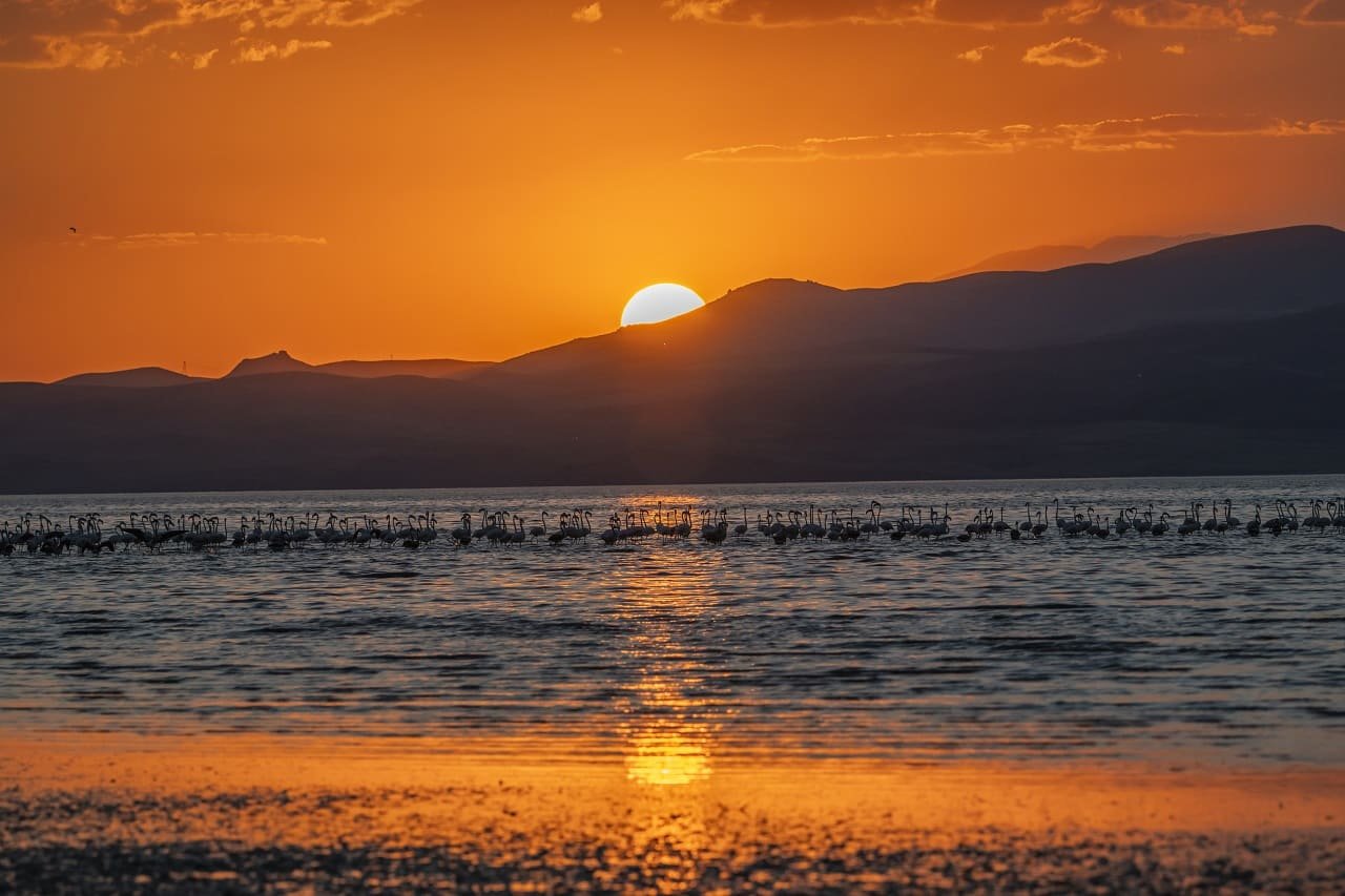 Van Gölü Flamingo Gün Batımı
