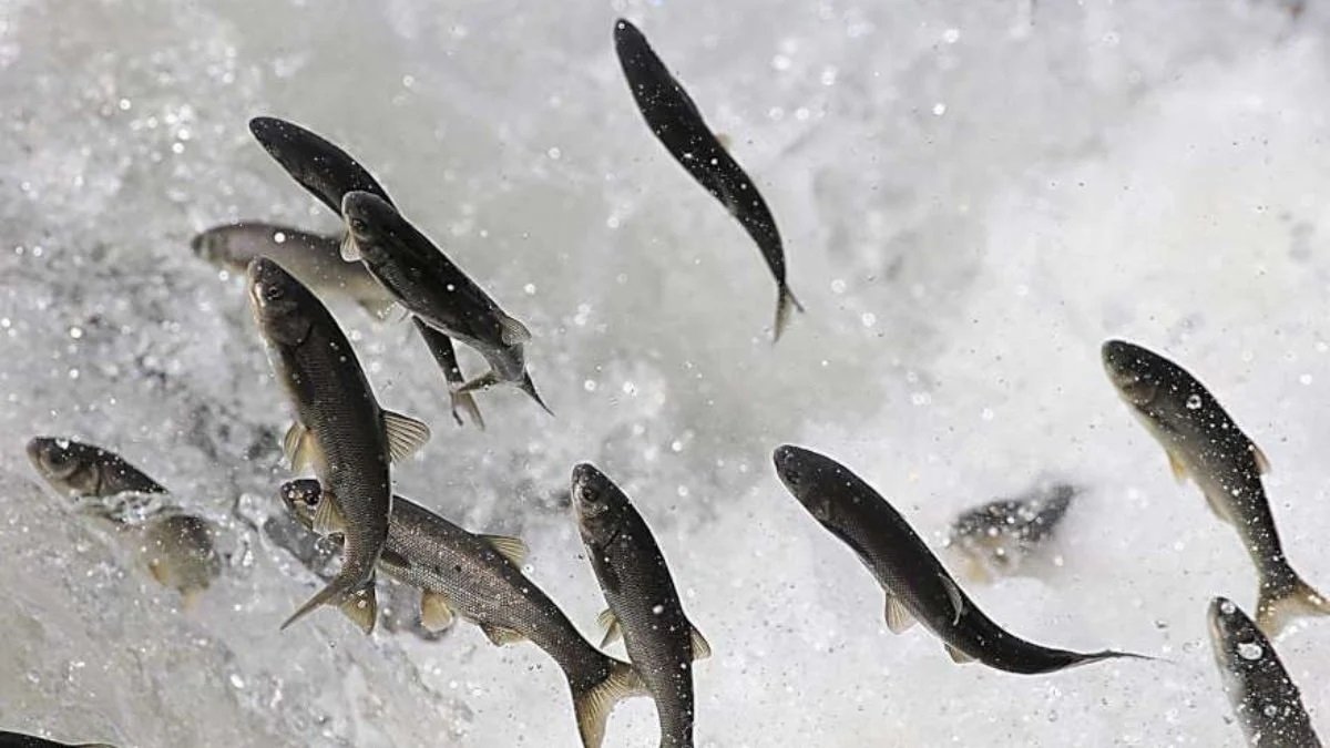 Van Gölü'nde 90 Günlük Yasak Başladı İnci Kefali Için Büyük Göç Vakti 2