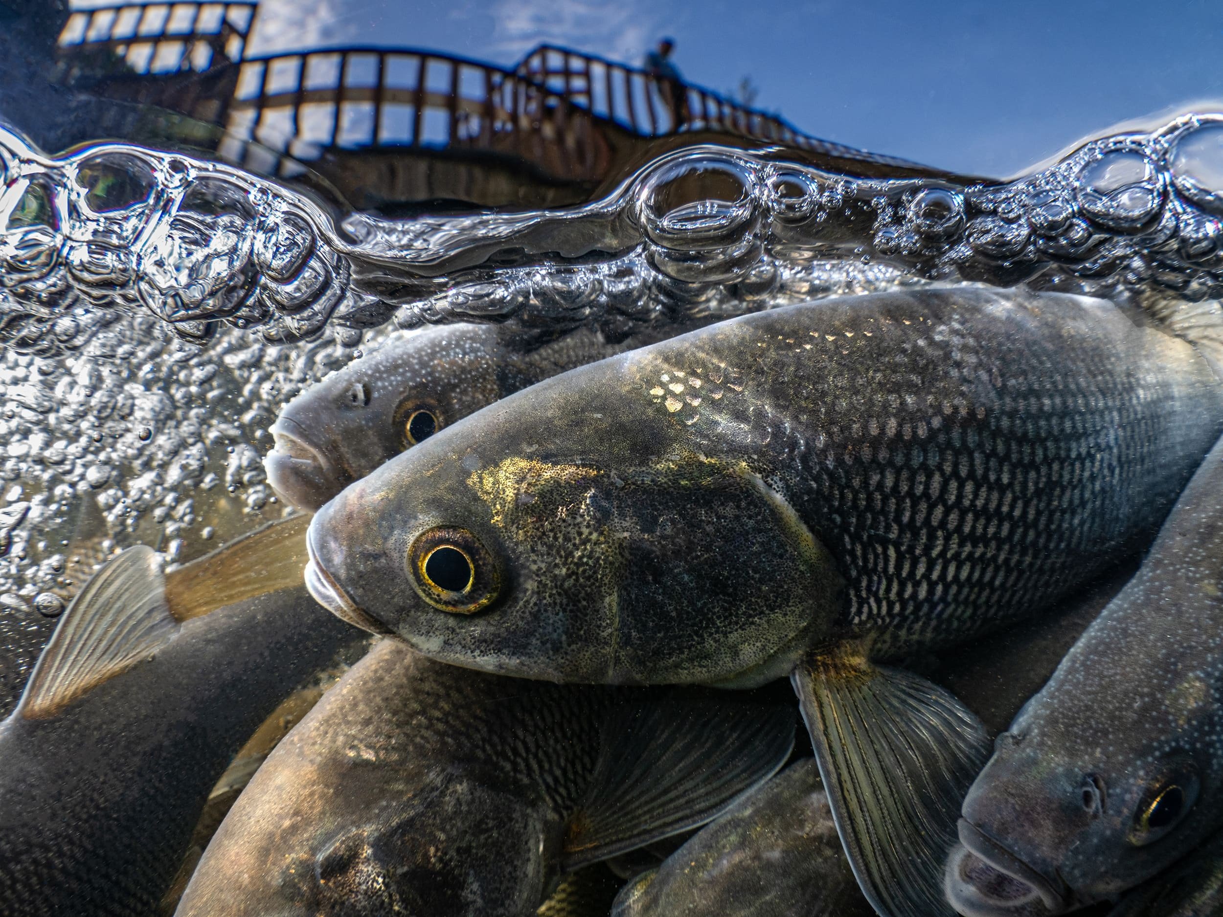Van Gölü'nde 90 Günlük Yasak Başladı İnci Kefali Için Büyük Göç Vakti 3