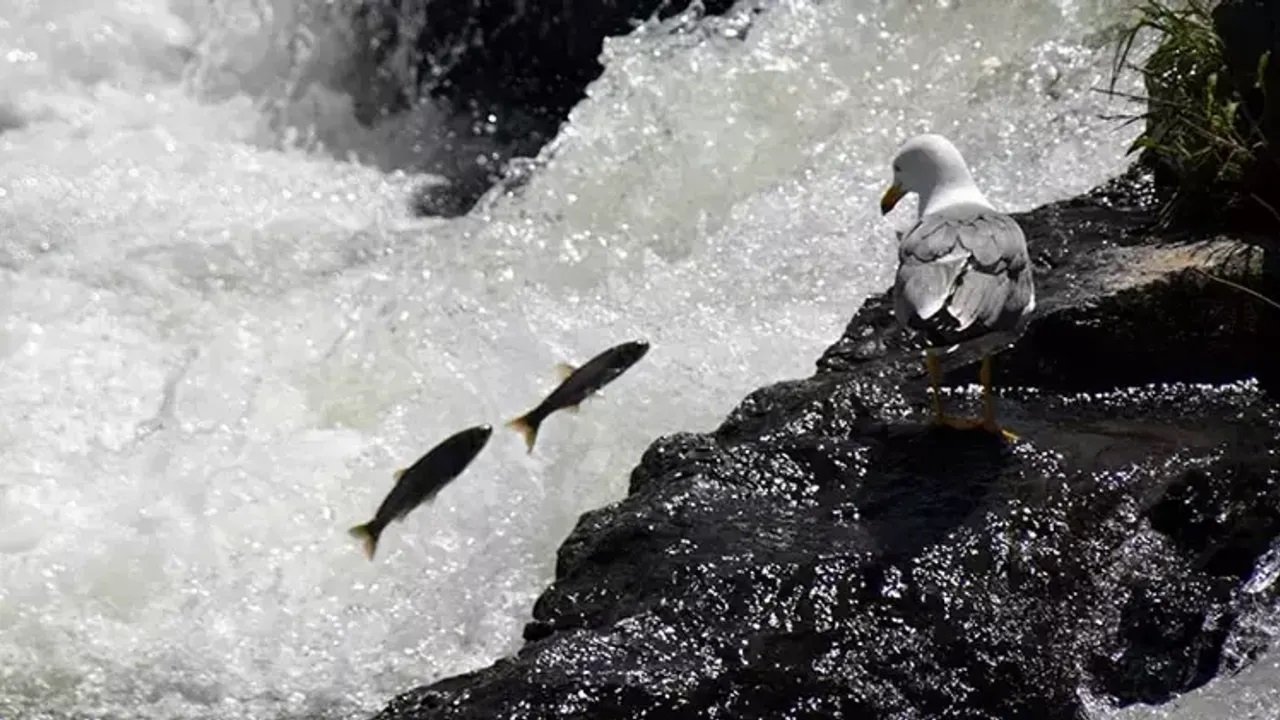 Van Gölü'nde 90 Günlük Yasak Başladı İnci Kefali Için Büyük Göç Vakti 4