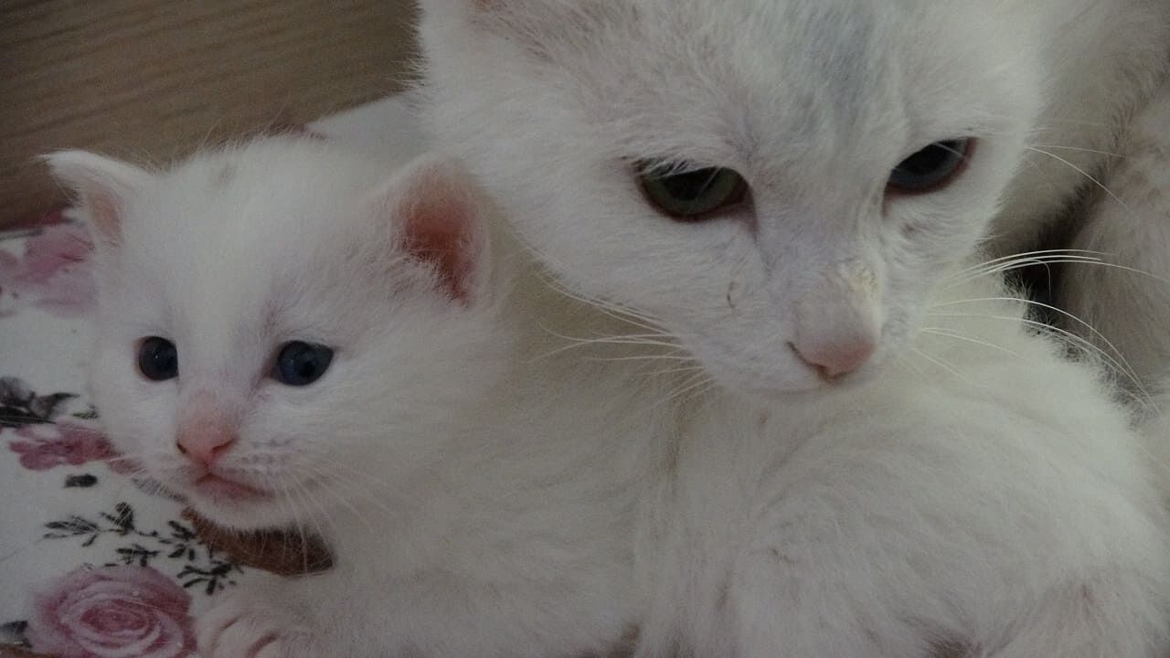 Van Kedilerinin Yeni Kuşağı Doğdu! (1)