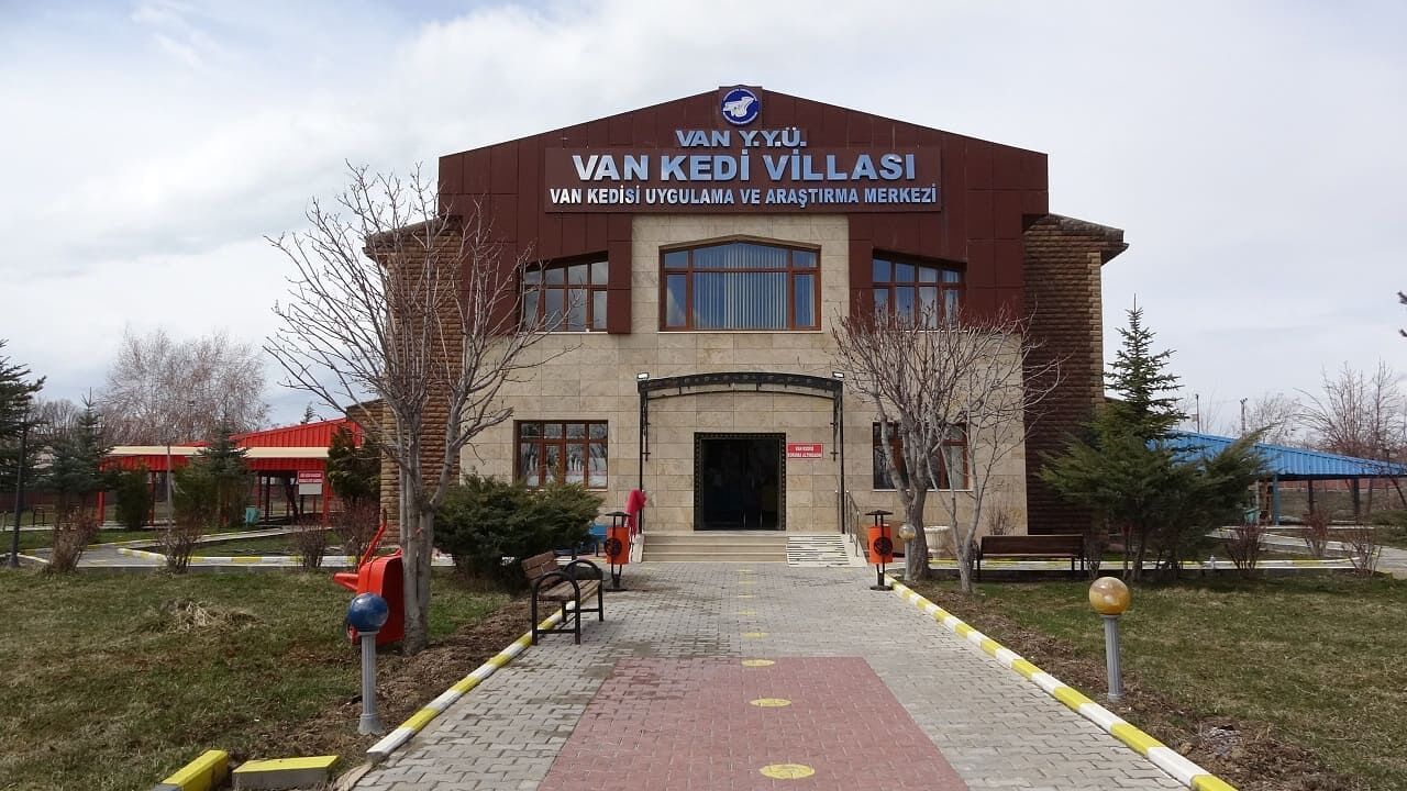 Van Kedilerinin Yeni Kuşağı Doğdu! (3)