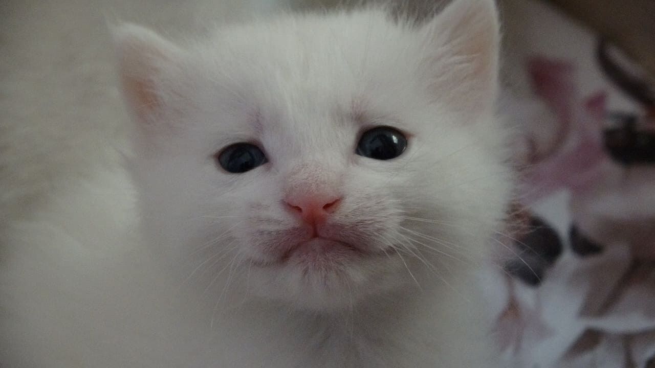 Van Kedilerinin Yeni Kuşağı Doğdu! (4)