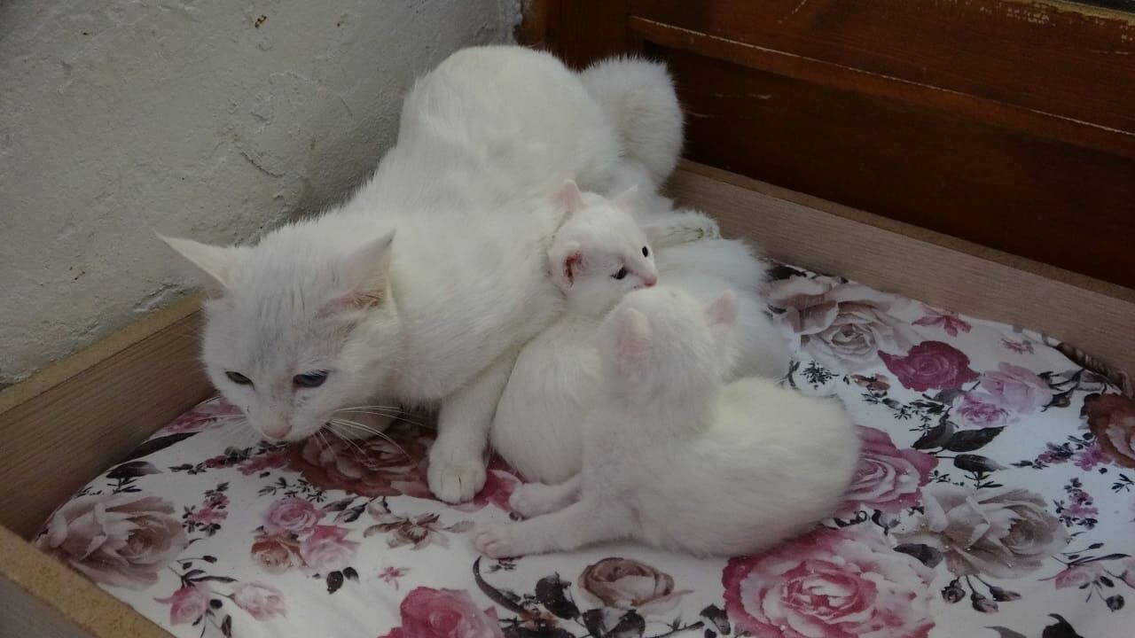 Van Kedilerinin Yeni Kuşağı Doğdu! (5)
