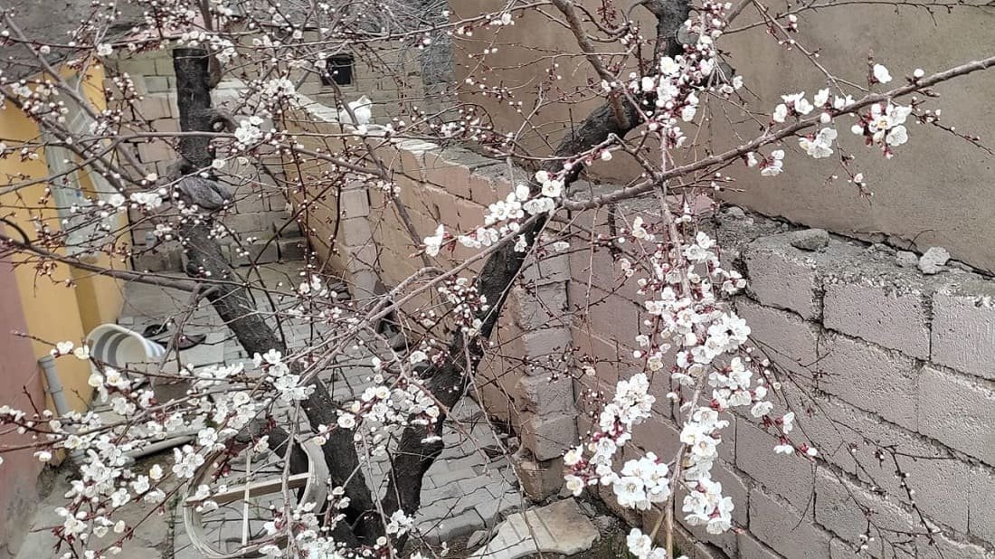 Van’da Meyve Ağaçları Çiçek Açtı (2)