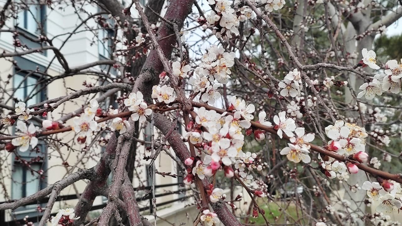 Van’da Meyve Ağaçları Çiçek Açtı (3)