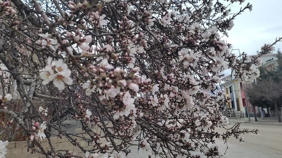 Van’da Meyve Ağaçları Çiçek Açtı (4)