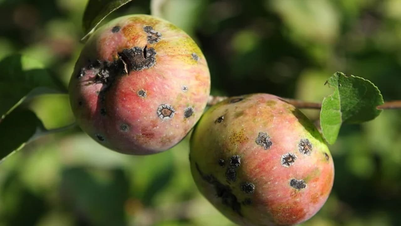 Van’da Üreticilere Karaleke Ve Cep Hastalığı Uyarısı (2)